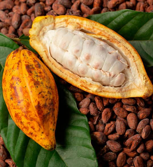 Premium Brazilian cocoa beans